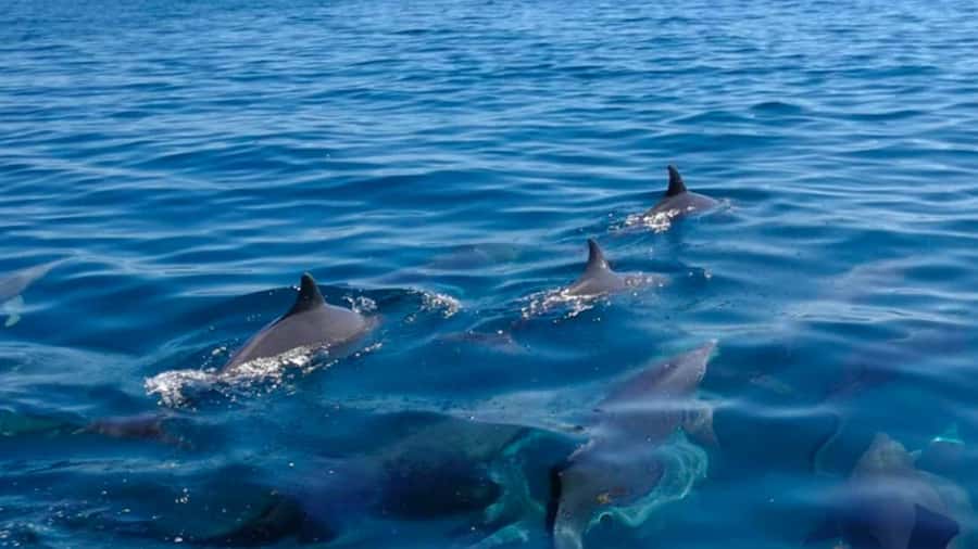 Mauritius: Private 5 Island Tour with Ile aux Cerfs - Ile aux Cerfs, the famous first stop