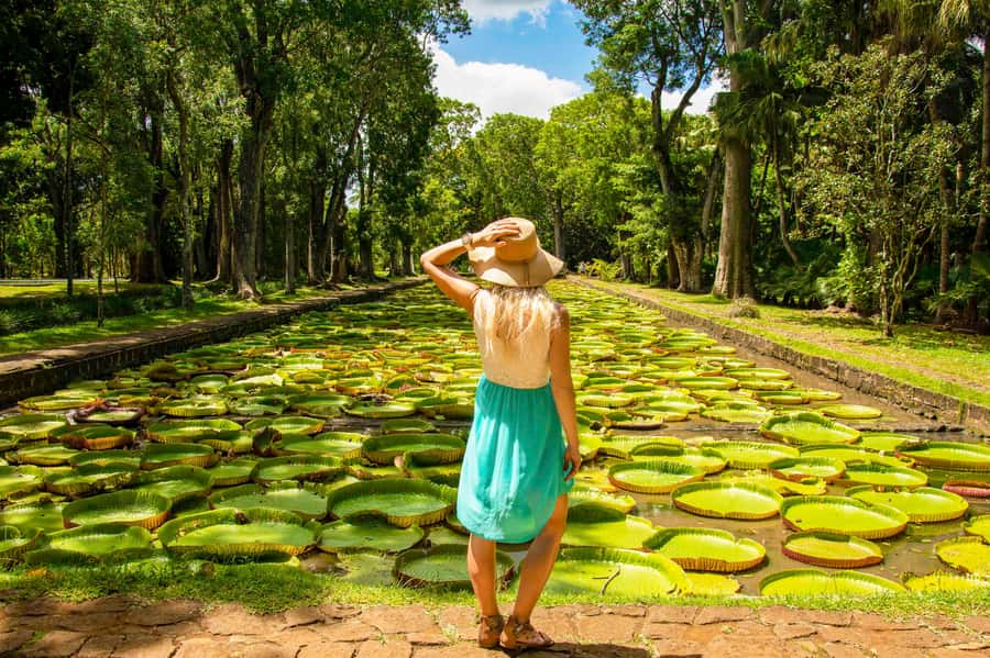 Mauritius: Private Full-Day Iconic Instagram Spots - Pamplemousses Botanical Garden and the Talipot Palm