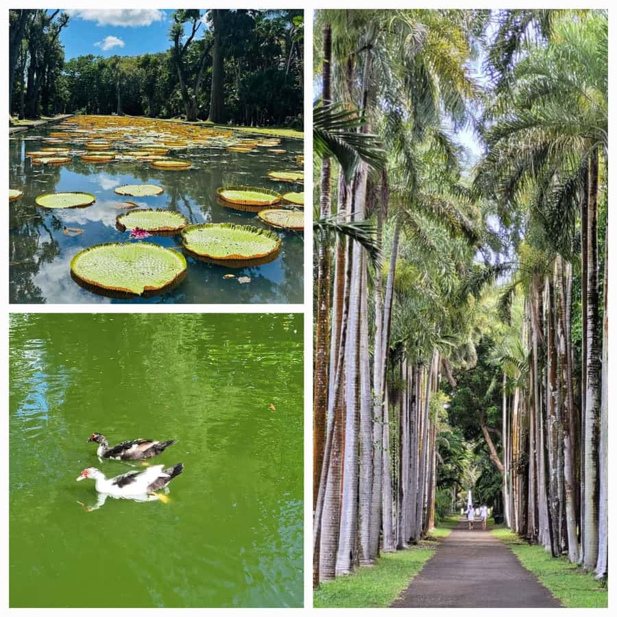 Mauritius: Private Full-Day North Tours - Key points to know before booking