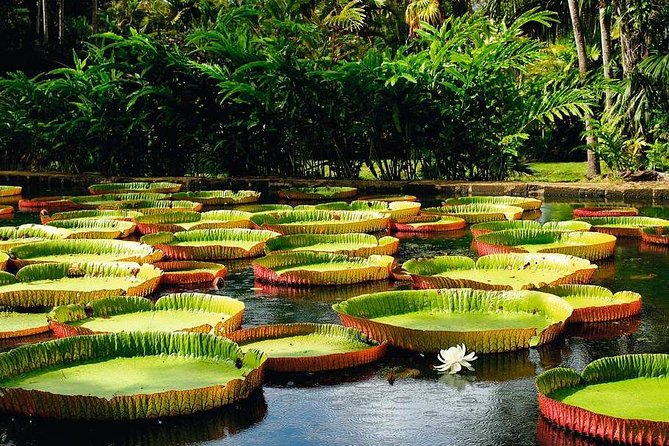 Mauritius Private North Day Tours - MUTT - Pamplemousses Garden: a calm start among tropical plants