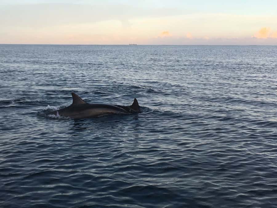 Mauritius: Private South Side and Dolphin Adventure Tour - Key points to know before booking