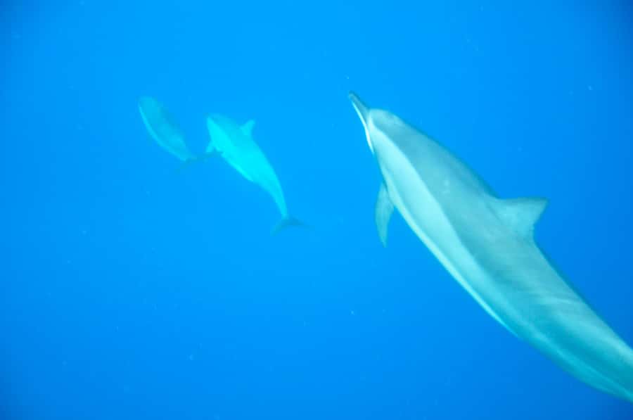 Mauritius: Private Swim with Dolphins - Key points to know before booking