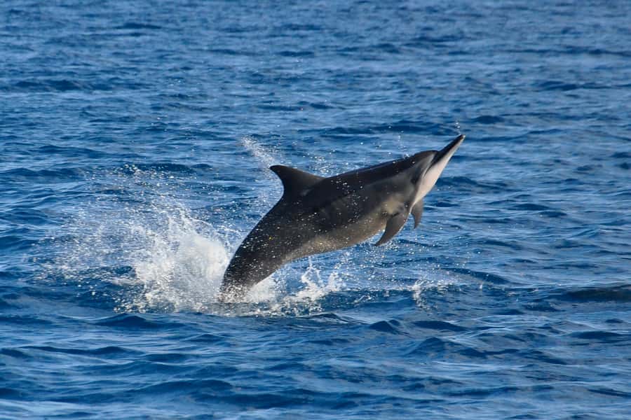 Mauritius: Private Swim with Dolphins - Setting off from Grande Rivière Noire