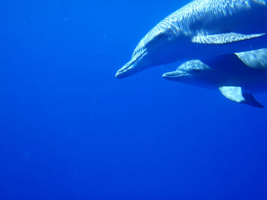 Mauritius: Private Swim with Dolphins - Swimming near the pod