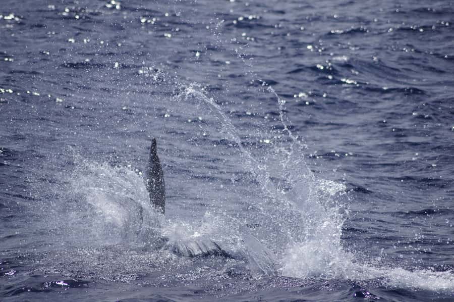 Mauritius: Private Swim with Dolphins - Who should book this experience?