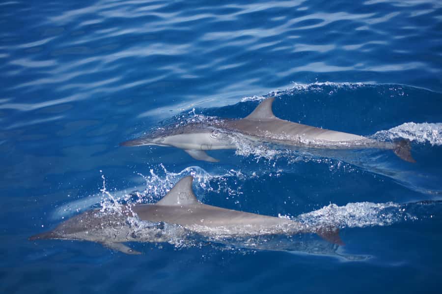 Mauritius: Private Swim with Dolphins - Watching the dolphins in open water