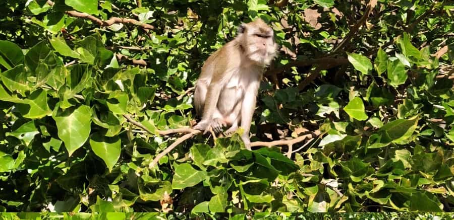 Mauritius: River Guided Kayak Tour with Monkeys - Practical tips before you go