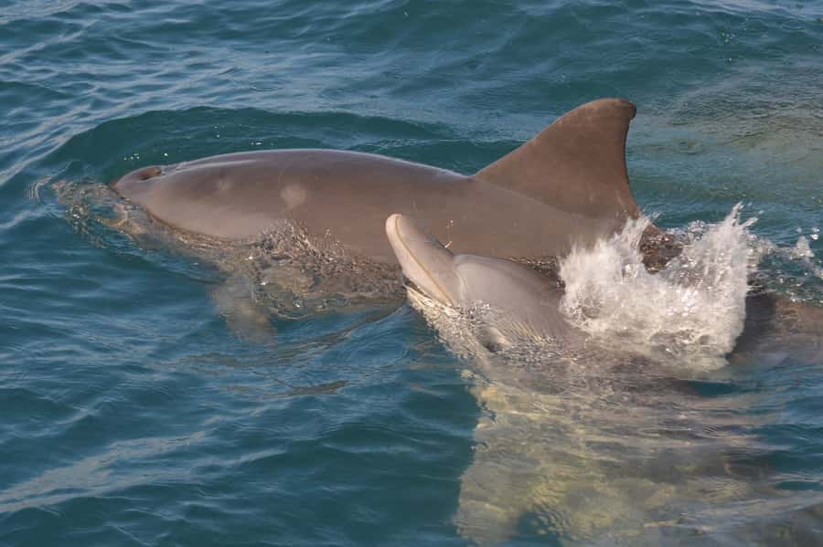 Mauritius: Snorkel and Swim with Dolphins on Speedboat Tour - Setting out from Tamarin Beach