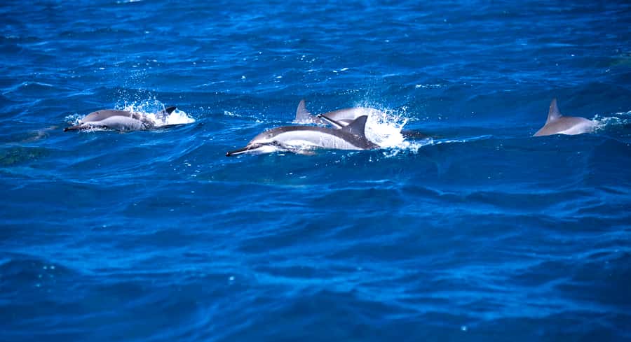 Mauritius: Snorkel and Swim with Dolphins on Speedboat Tour - Watching dolphins in their natural habitat