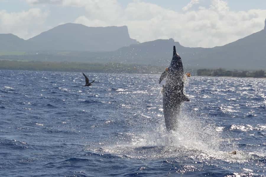 Mauritius: Snorkel and Swim with Dolphins on Speedboat Tour - Is $49 good value?