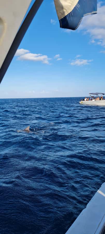 Mauritius: Snorkel and Swim with Dolphins on Speedboat Tour - Booking, cancellation, and practical details