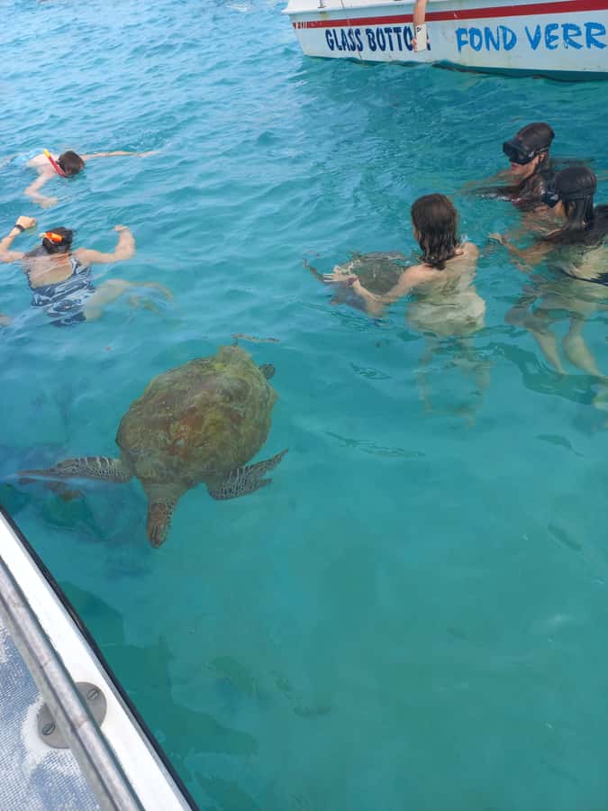 Mauritius: Snorkeling with turtles Le Transporteur speedboat - What makes this Mauritius boat trip worth considering