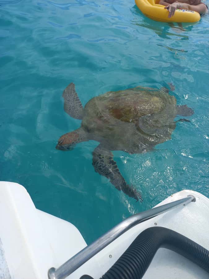 Mauritius: Snorkeling with turtles Le Transporteur speedboat - From Grand Baie beach to Trou aux Biches lagoon