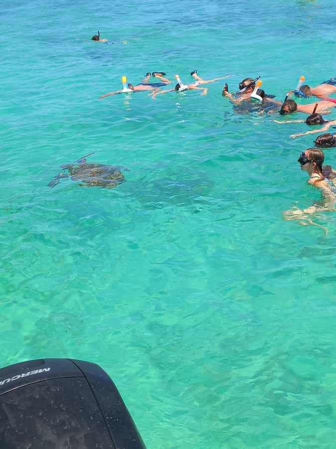 Mauritius: Snorkeling with turtles Le Transporteur speedboat - Swimming with turtles, with realistic expectations