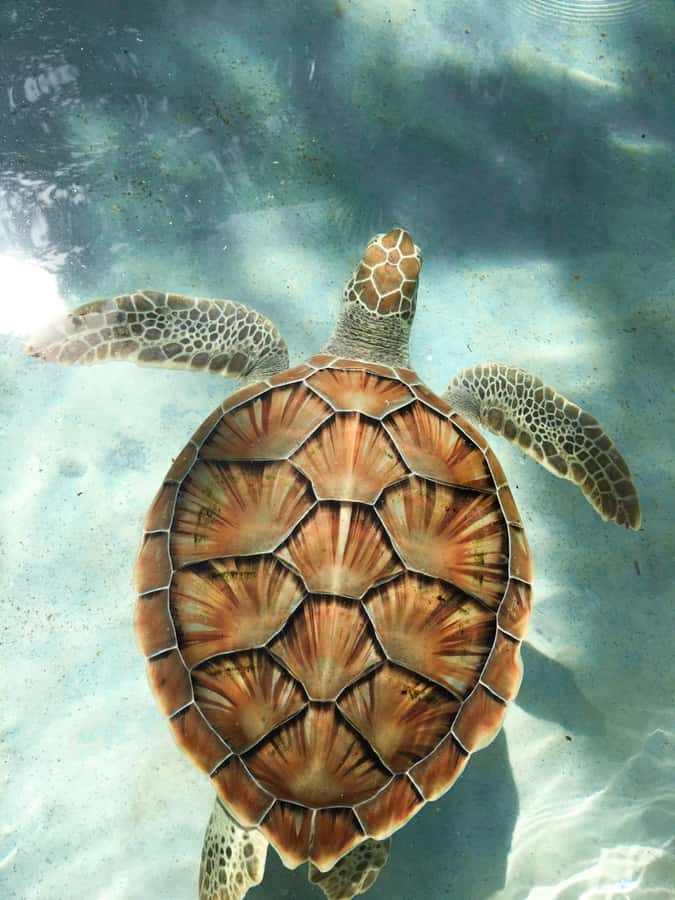 Mauritius: Snorkeling with Turtles & Port Louis Street Food - Starting at Trou aux Biches with a short boat ride