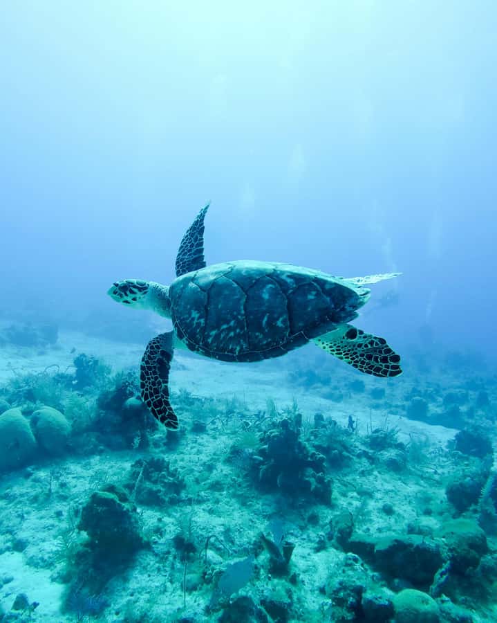 Mauritius: Snorkeling with Turtles & Port Louis Street Food - What you may see beneath the northern lagoon