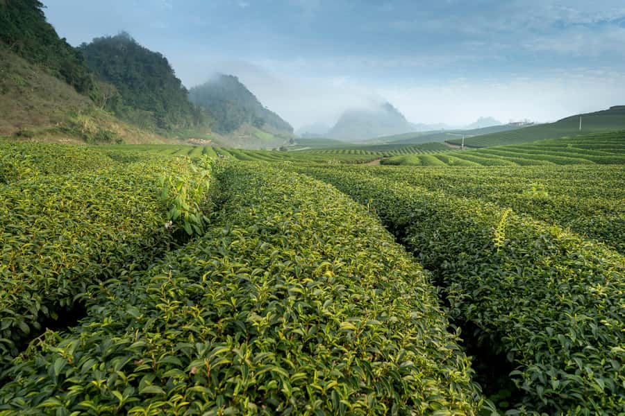 Mauritius: South Coast Tour with Tea Factory & Gris Gris - Five things worth knowing before you book