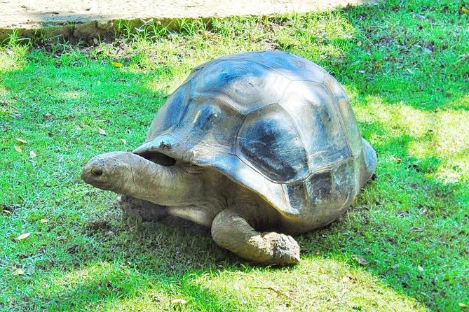 Mauritius South Tour Including Blue Bay Glass Bottom Boat & Snorkelling - Who should book this tour?
