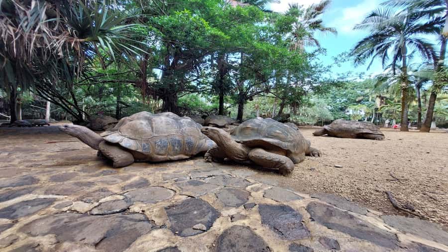 Mauritius: Southern Tour w/La Vanille & Le Morne Beach - Price, group size, and practical value