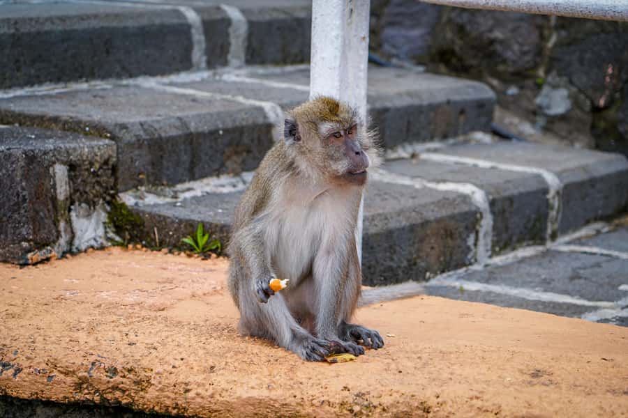 Mauritius: Sunrise Mountain Hike with Southwest Road-trip - Black River Gorges and Alexandra Falls