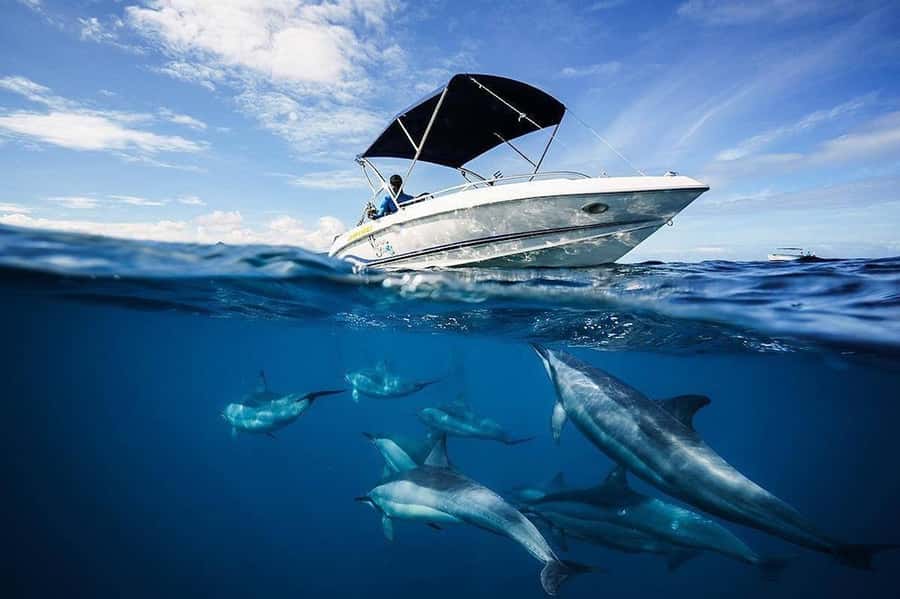 Mauritius: Swim with Dolphins Full-Day with Lunch/Drinks - Why this Mauritius boat day works well