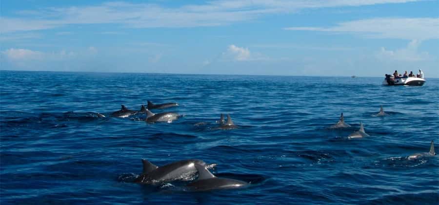 Mauritius: Swim with Dolphins Full-Day with Lunch/Drinks - Starting at La Preneuse at 7:45