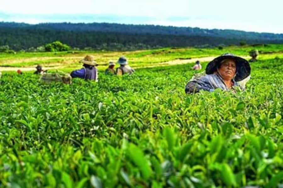 Mauritius: Tea and Sugar Plantation Guided Tour with Lunch - Key points at a glance