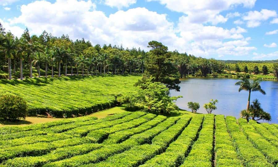 Mauritius: Tea and Sugar Plantation Guided Tour with Lunch - Why this tour is a good match for Mauritius