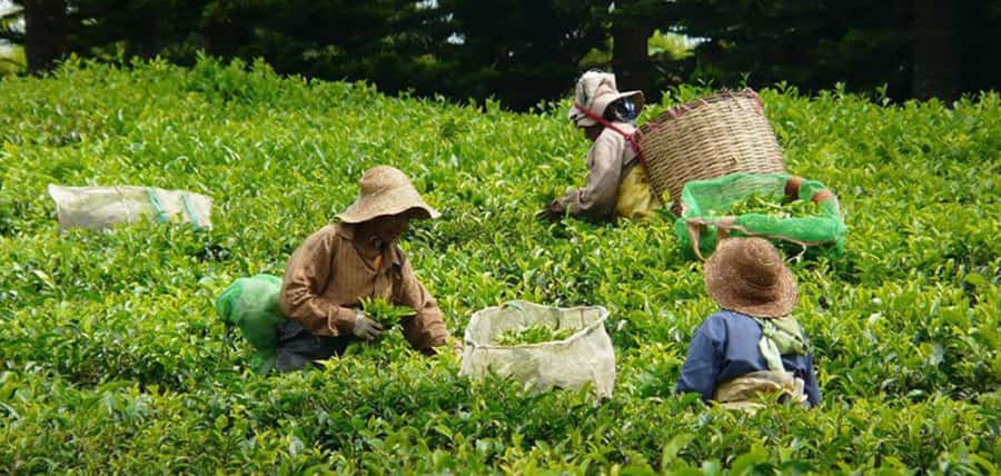 Mauritius: Tea and Sugar Plantation Guided Tour with Lunch - Bois Chéri, where the tea story becomes practical