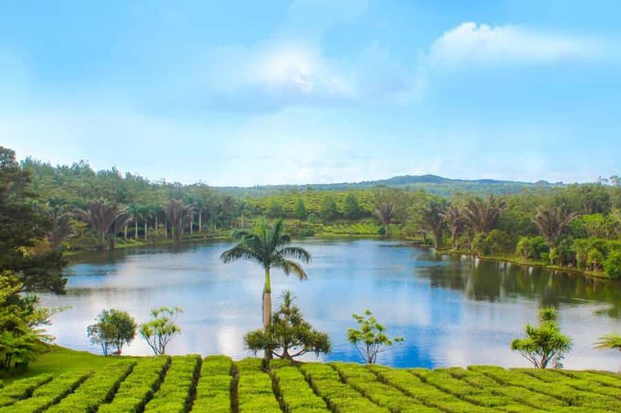 Mauritius: Tea and Sugar Plantation Guided Tour with Lunch - What the day feels like in practice