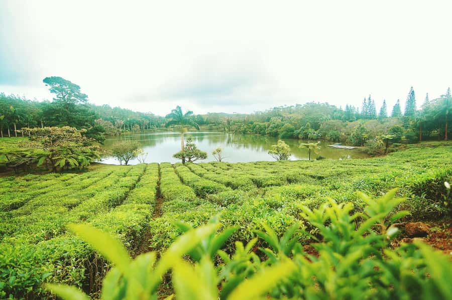Mauritius: Tea, Rum and Vanilla Route with Lunch and Pickup - Six things that make this Mauritius route special