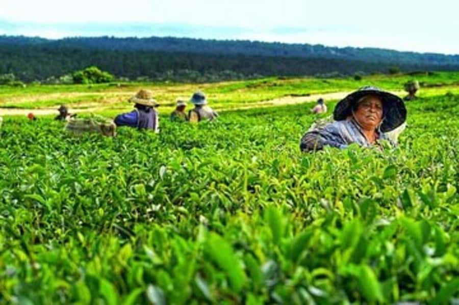 Mauritius: Tea, Rum and Vanilla Route with Lunch and Pickup - Saint Aubin brings vanilla and rum to the table