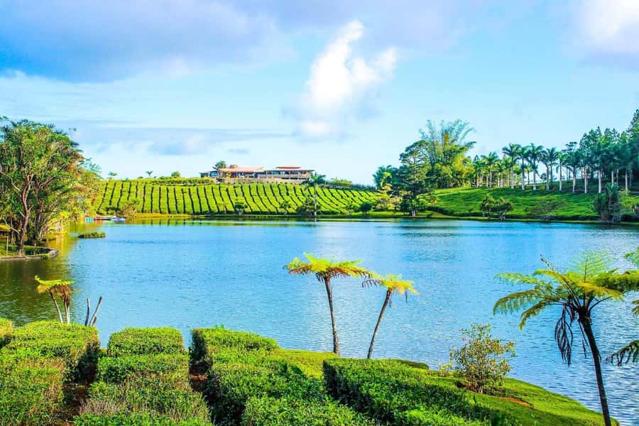 Mauritius: Tea, Rum and Vanilla Route with Lunch and Pickup - Lunch at the vanilla estate