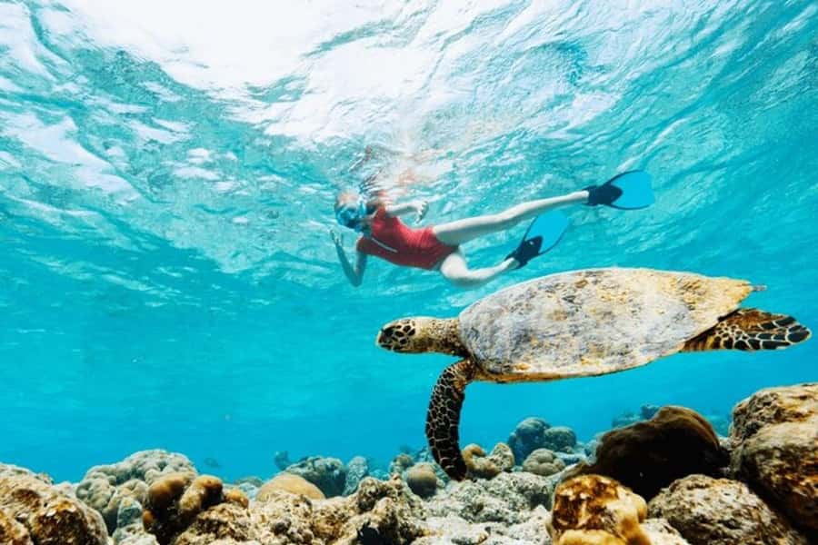 Mauritius: Turtle Swim and North Discovery Tour with Pickup - Cap Malheureux and the red-roofed church