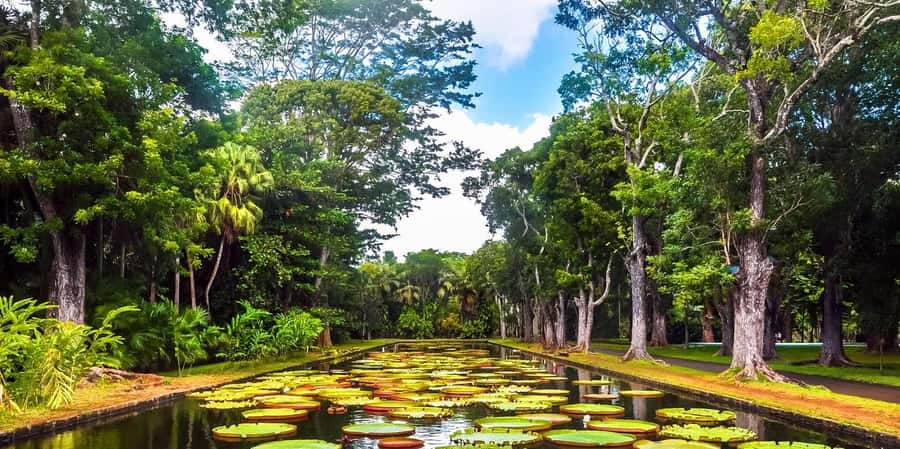 Mauritius: Turtle Swim and North Discovery Tour with Pickup - The morning turtle swim near Trou aux Biches