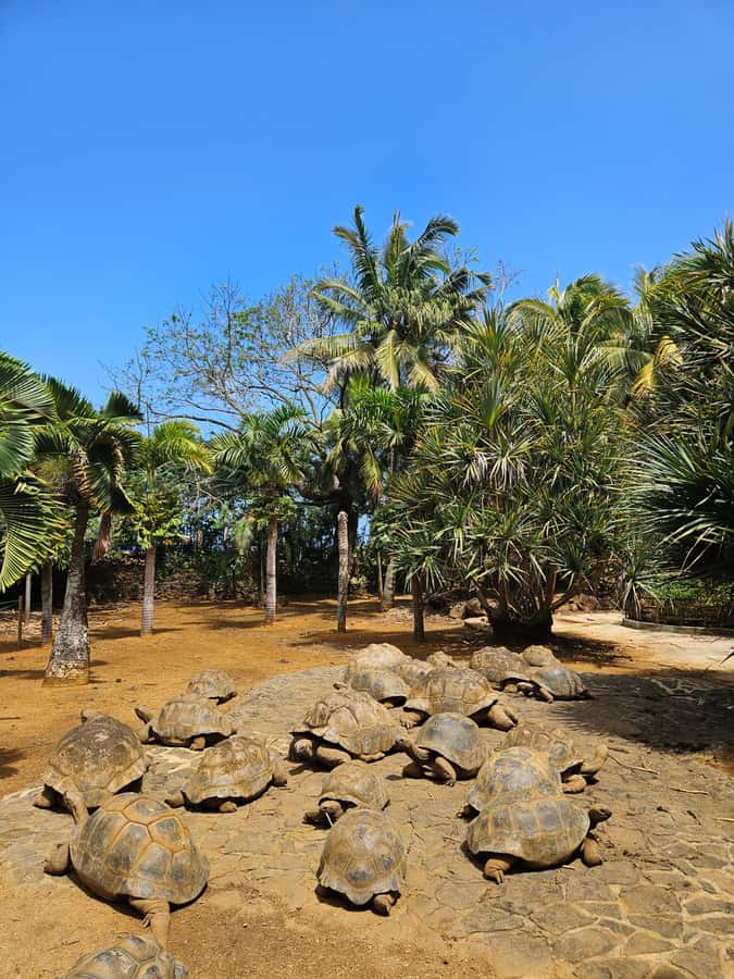 Mauritius: Vanilla Park & Beaches Tour with Extra Option - Le Morne Brabant and the beach finish