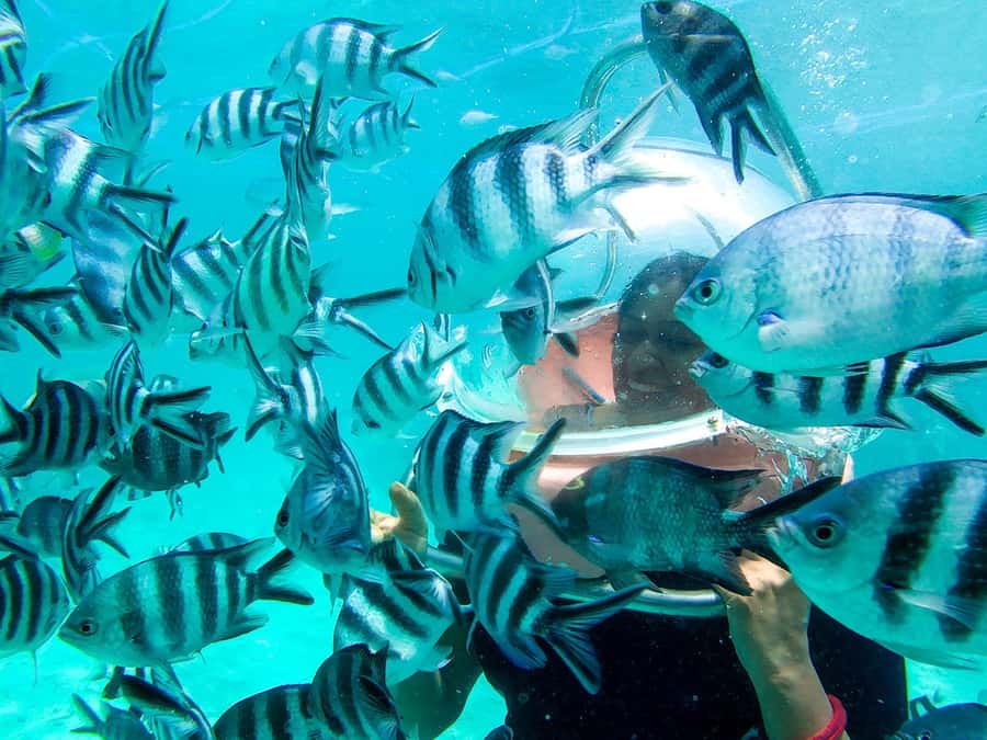Mauritius: Watersport Adventure Day with Lunch and Pickup - Staff support matters more than the thrill