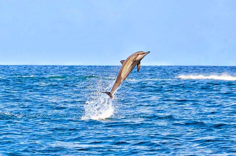 Mauritius: Wild Dolphin Encounter with Hotel Transfers - Key points to know before booking