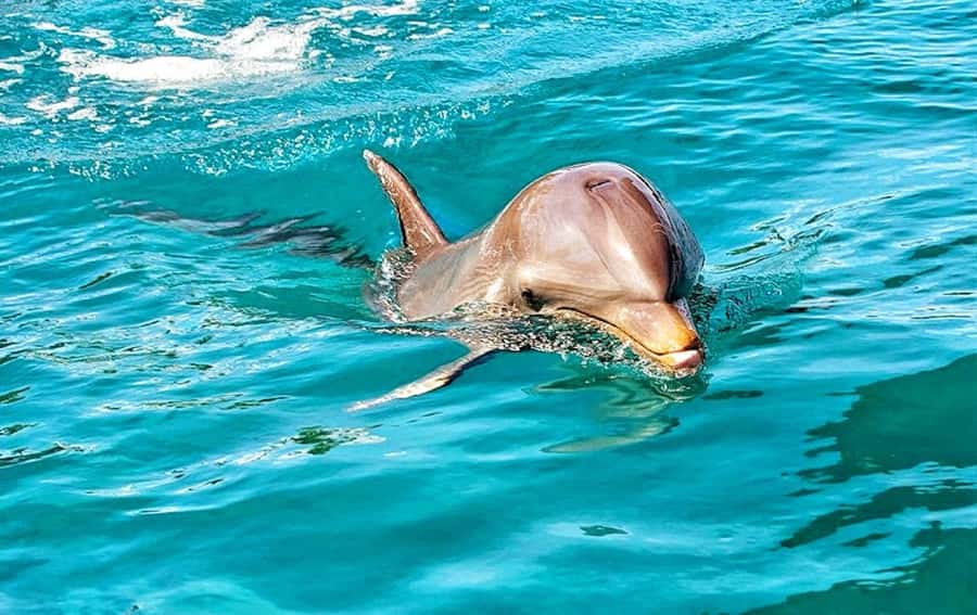 Mauritius: Wild Dolphin Encounter with Hotel Transfers - Why this Mauritius dolphin trip appeals