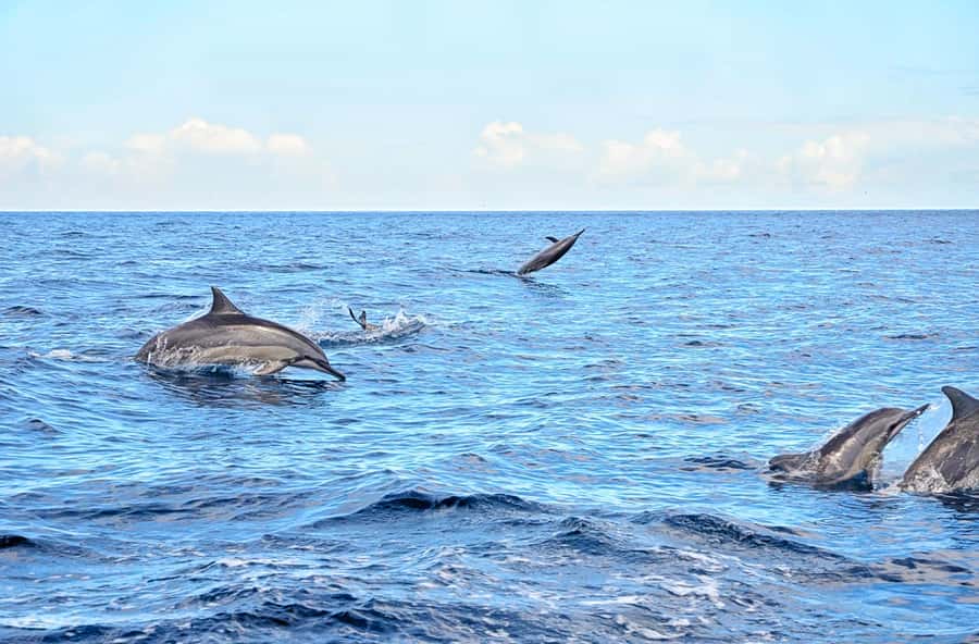 Mauritius: Wild Dolphin Encounter with Hotel Transfers - Boarding the boat for a 7:30am sea start
