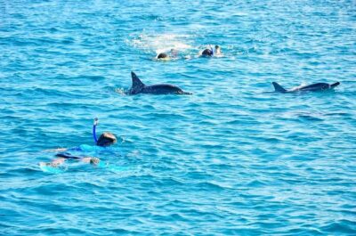Wild Dolphin Encounter with Hotel Transfers