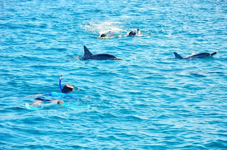 Mauritius: Wild Dolphin Encounter with Hotel Transfers - The early hotel pickup and ride to the west coast