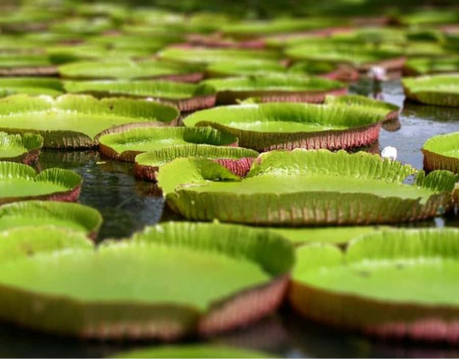 North Day Tour, Botanical Garden, Sugar Museum, Rum Tasting - Why this north Mauritius day works well