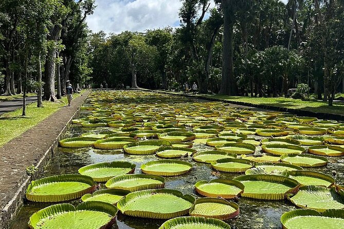 Northern Mauritius Private Tour w/ Port louis Market and Beaches - Pamplemousses Botanical Garden in 45 minutes