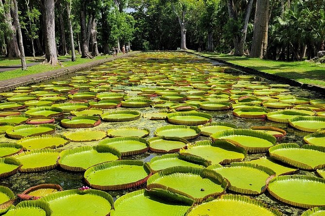 Northern Mauritius Private Tour w/ Port louis Market and Beaches - Grand Baie, shops, boats, and a livelier coast