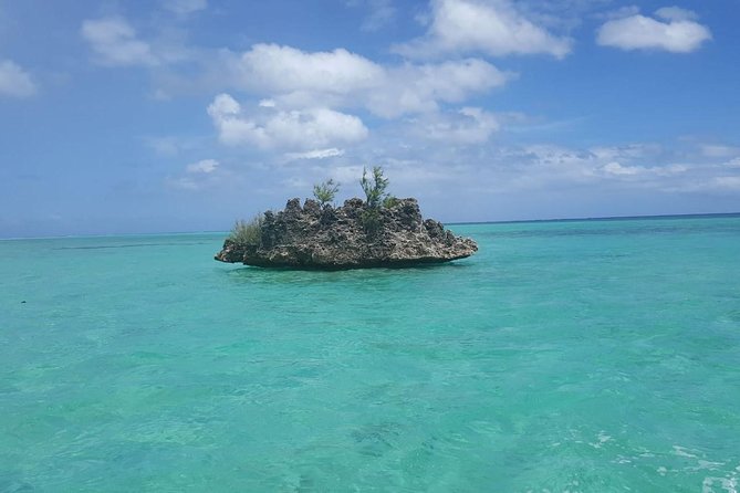 Ocean Swim with Dolphins - Key points to know before booking
