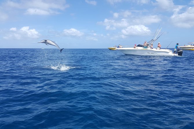 Ocean Swim with Dolphins - Who will enjoy this six-hour outing?