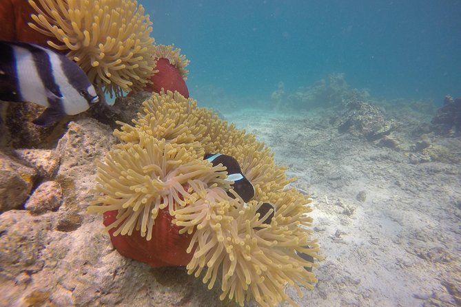 Padi Open Water Diver Course - Practical ways to prepare