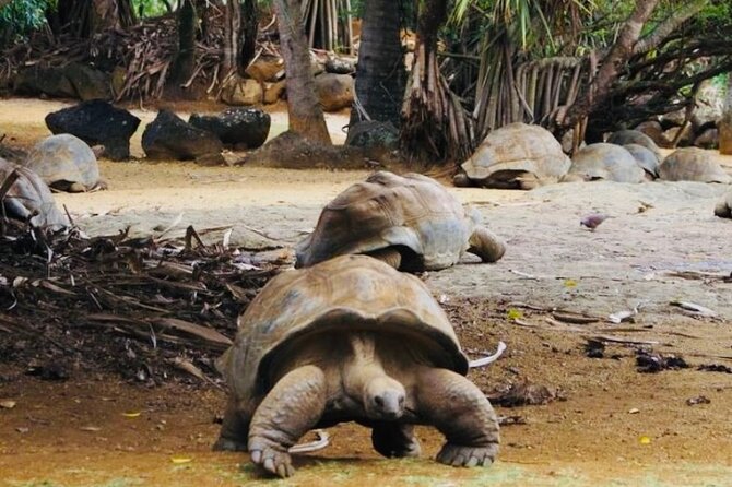 Picturesque South Tour Of Mauritius, Incl Lunch,7-Coloured Earth - Seven Coloured Earth and giant Aldabra tortoises