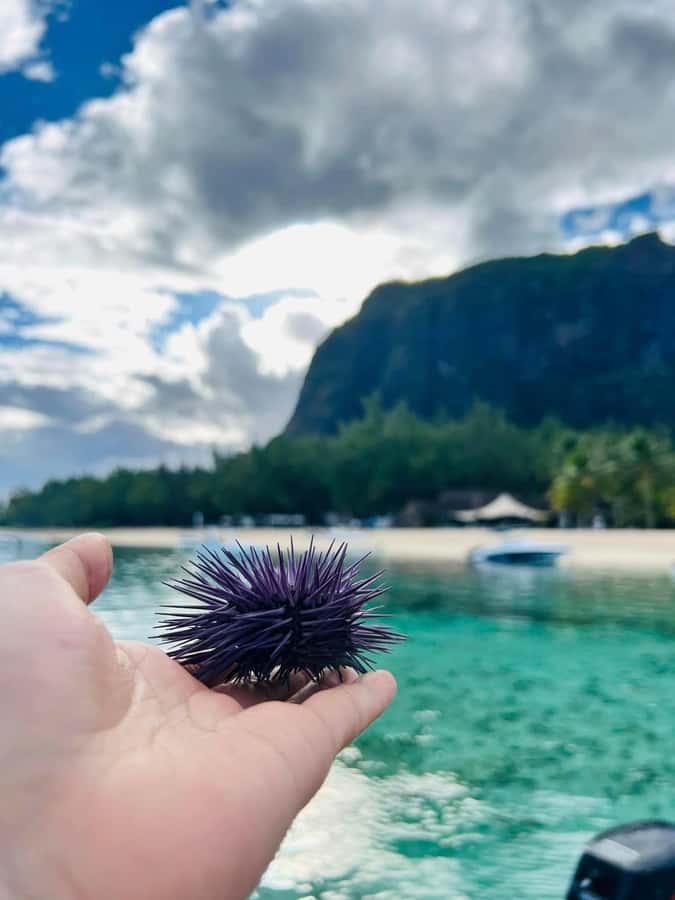 'Pieds dans l'eau': Snorkel & have Lunch on 'Benitier island - What to bring and what to arrange early